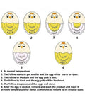 Colour-Changing Egg Timer how it works step by step Munchies Tools